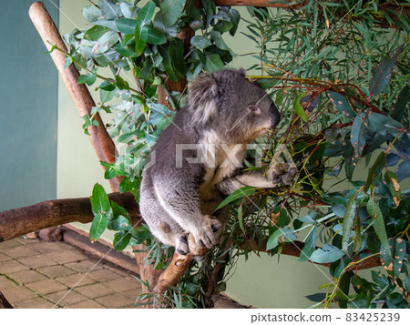 樹上的考拉 樹上的考拉 83425239