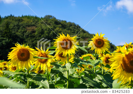 Sunflower field in Midori City, Gunma Prefecture Sunflower field in Midori City, Gunma Prefecture 83425283