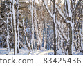 冬天的樹木 83425436