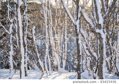 冬天的樹木 83425436