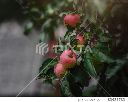 beautiful autumn still life in apple orchard beautiful autumn still life in apple orchard 83425783