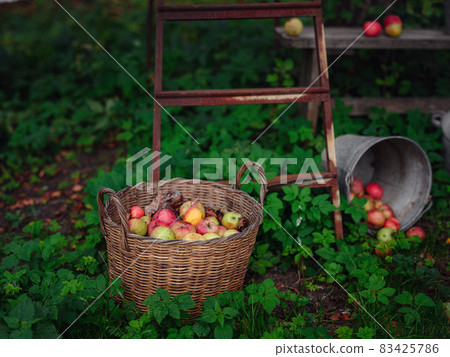 beautiful autumn still life in apple orchard 83425786