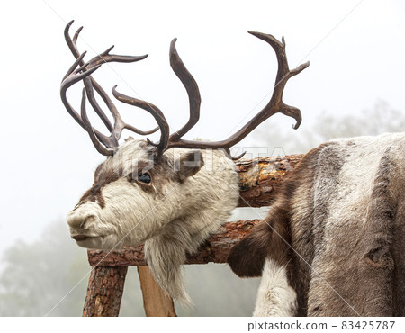 head and skin of a north deer on display. Close up 83425787