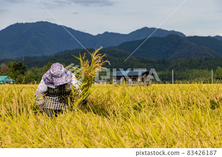 Autumn rice harvesting woman doing farm work 83426187