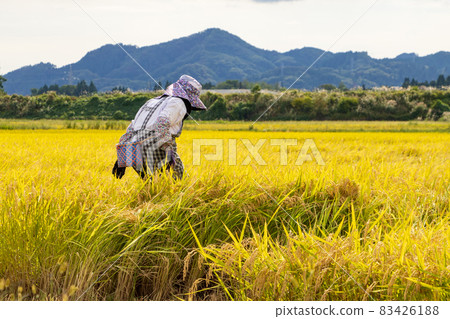 Autumn rice harvesting woman doing farm work 83426188