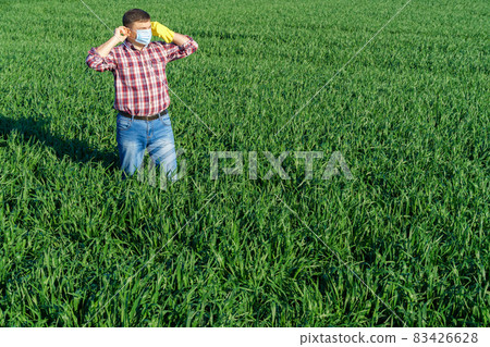 a man as a farmer poses in a field, dressed in a plaid shirt and jeans, protective face mask and rubber gloves, checks and inspects young sprouts crops of wheat, barley or rye, or other cereals a man as a farmer poses in a field, dressed in a plaid shirt and jeans, protective face mask and rubber gloves, checks and inspects young sprouts crops of wheat, barley or rye, or other cereals 83426628