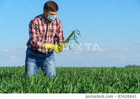 a man as a farmer poses in a field, dressed in a plaid shirt and jeans, protective face mask and rubber gloves, checks and inspects young sprouts crops of wheat, barley or rye, or other cereals a man as a farmer poses in a field, dressed in a plaid shirt and jeans, protective face mask and rubber gloves, checks and inspects young sprouts crops of wheat, barley or rye, or other cereals 83426641