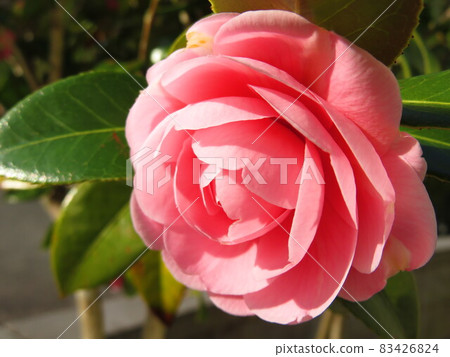 Cute pink maiden camellia Cute pink maiden camellia 83426824