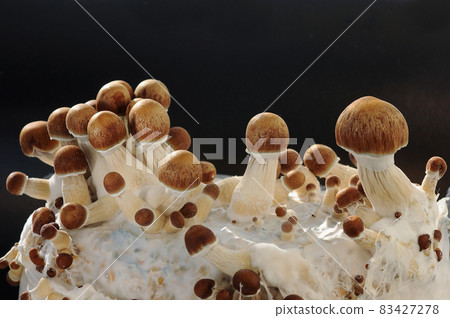 Micro growing of raw Psilocybe Cubensis mushrooms Micro growing of raw Psilocybe Cubensis mushrooms 83427278