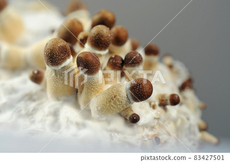 Micro growing of Psilocybe Cubensis mushrooms on white background. Micro growing of Psilocybe Cubensis mushrooms on white background. 83427501