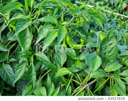 辣椒場 辣椒場 83427639