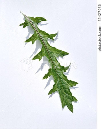 thistle leaf thistle leaf 83427986