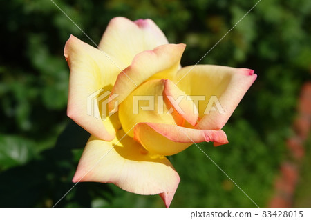 Pale yellow rose flower Pale yellow rose flower 83428015
