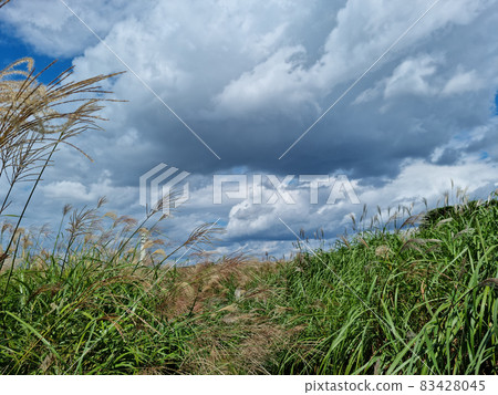 A field of reeds A field of reeds 83428045