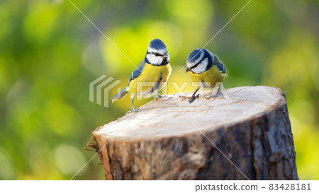 Two little songbirds sitting on the tree stump on green background. The blue tit ( Parus caeruleus ) 83428181