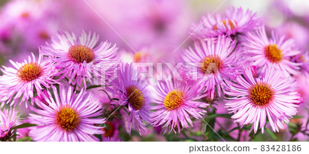 Pink aster flowers in a garden 83428186