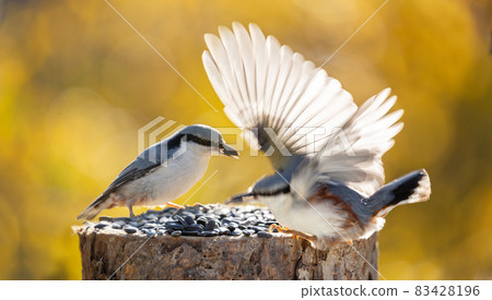 Two little birds sitting on bird feeder on autumn background. European nuthatch 83428196
