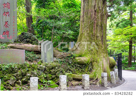 Mt. Takao Mt. Takao Yakuo-in Cedar of Good Luck Takosugi 83428282