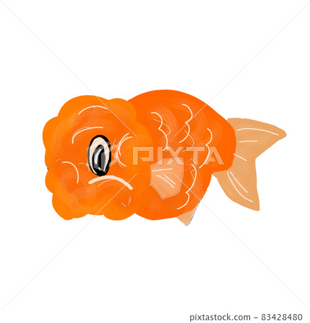 金魚 金魚 83428480