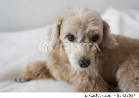 A cute small apricot dog that sits and looks at you [Malpu] 83428684