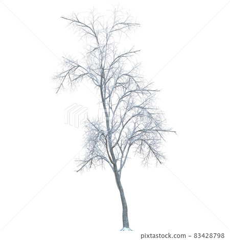 Winter tree in the snow isolated on white background 3d illustration 83428798