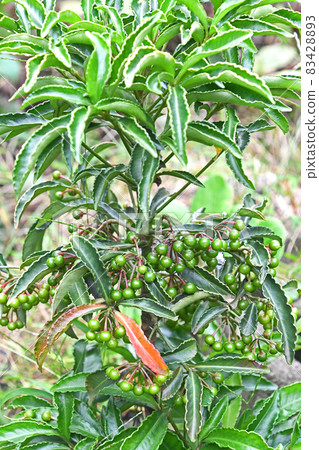 Ten thousand young fruits Ten thousand young fruits 83428893