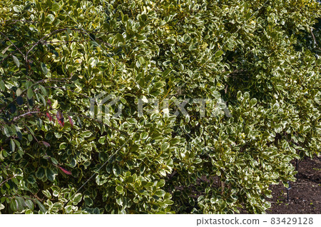 Griselinia littoralis 'Variegata' Griselinia littoralis 'Variegata' 83429128