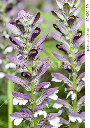Acanthus mollis Bear's Breeches Acanthus mollis Bear's Breeches 83429459