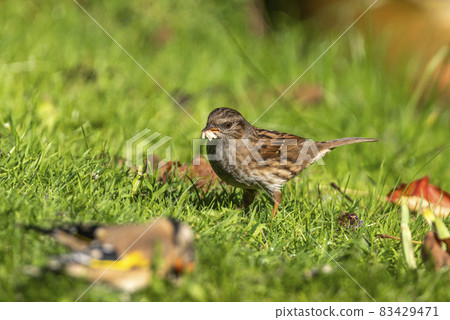 Hedge sparrow or Dunnock (Prunella modularis) bird Hedge sparrow or Dunnock (Prunella modularis) bird 83429471