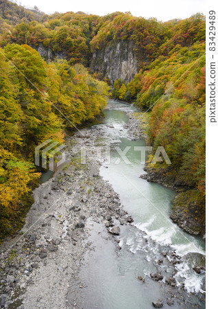 Autumn leaves in the Saru River valley in full bloom (Hidaka, Hokkaido) Autumn leaves in the Saru River valley in full bloom (Hidaka, Hokkaido) 83429489