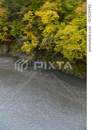 Autumn leaves in the Saru River valley in full bloom (Hidaka, Hokkaido) Autumn leaves in the Saru River valley in full bloom (Hidaka, Hokkaido) 83429491