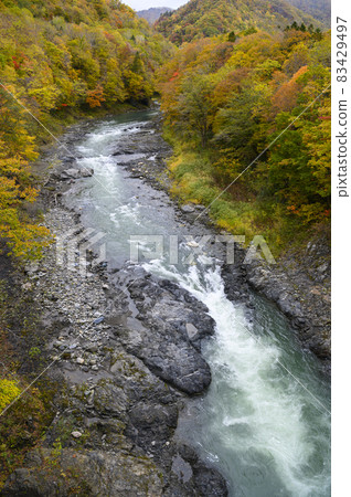 Autumn leaves in the Saru River valley in full bloom (Hidaka, Hokkaido) Autumn leaves in the Saru River valley in full bloom (Hidaka, Hokkaido) 83429497