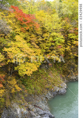 Autumn leaves in the Saru River valley in full bloom (Hidaka, Hokkaido) 83429498