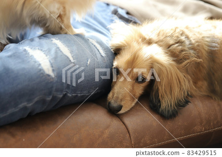 A miniature dachshund, Shaded Red, snuggling up to his owner and getting affectionate A miniature dachshund, Shaded Red, snuggling up to his owner and getting affectionate 83429515
