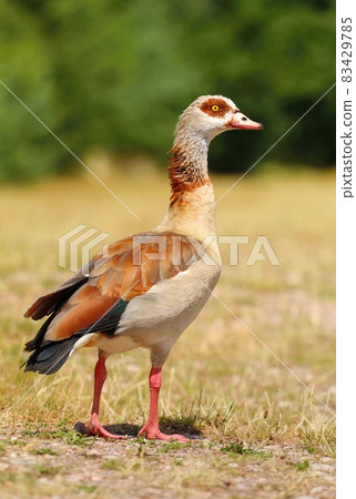 The Egyptian goose Alopochen aegyptiaca 83429785