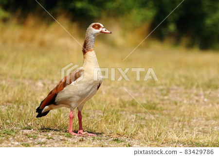 The Egyptian goose Alopochen aegyptiaca 83429786