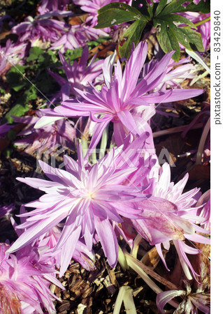 Colchicum autumnale 'Waterlilly' an autumn fall flower bulb plant commonly known as Autumn Crocus Colchicum autumnale 'Waterlilly' an autumn fall flower bulb plant commonly known as Autumn Crocus 83429840