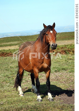 Semi wild brown Welsh horse cob pony on the Brecon Beacons National park, Wales, UK 83430191