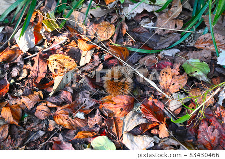 Chestnuts falling in autumn 83430466