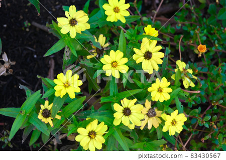 A flower blooming in a flower bed 83430567