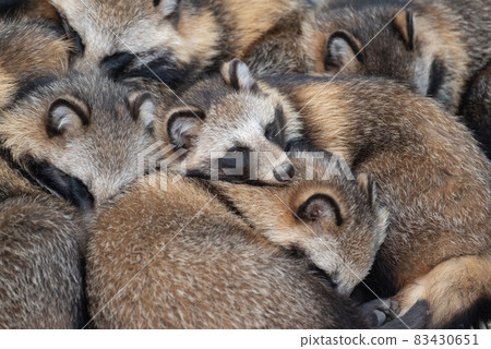 Raccoon dogs gathering Raccoon dogs gathering 83430651