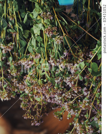 A bunch of oregano. Medicinal herbaceous plants close-up. A bunch of oregano. Medicinal herbaceous plants close-up. 83431052
