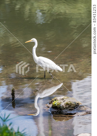 White sagi, white birds, common birds, egrets, aiming for fish by the pond White sagi, white birds, common birds, egrets, aiming for fish by the pond 83431253