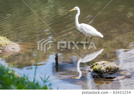 白鷺,白鳥,普通鳥,白鷺,在池塘邊瞄準魚 白鷺,白鳥,普通鳥,白鷺,在池塘邊瞄準魚 83431254