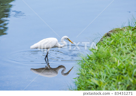 白鷺,白鳥,普通鳥,白鷺,在池塘邊瞄準魚 白鷺,白鳥,普通鳥,白鷺,在池塘邊瞄準魚 83431271