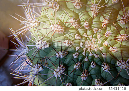 Apex of the cactus in the rays of sunlight. Top view of the prickly cactus. 83431426