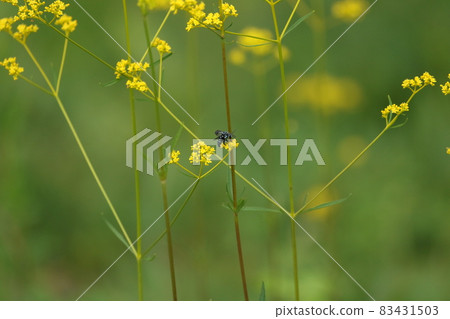 Rurimon山毛櫸 83431503