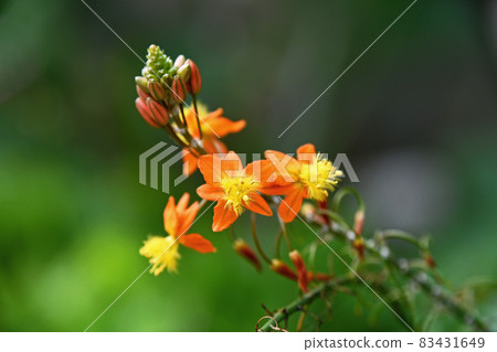 Flower aloe (Burbrine) 83431649
