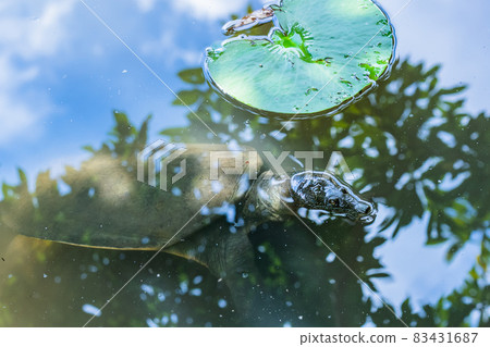 漂浮在池塘里的甲魚,支持, 漂浮在池塘里的甲魚,支持, 83431687