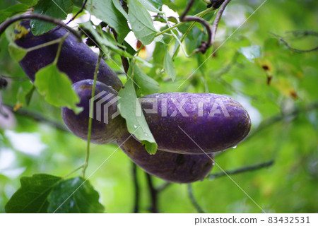 Akebi Akebi 83432531